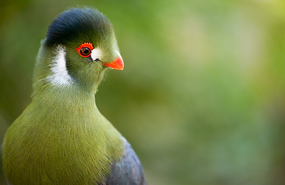 White Cheeked Turaco Conservation