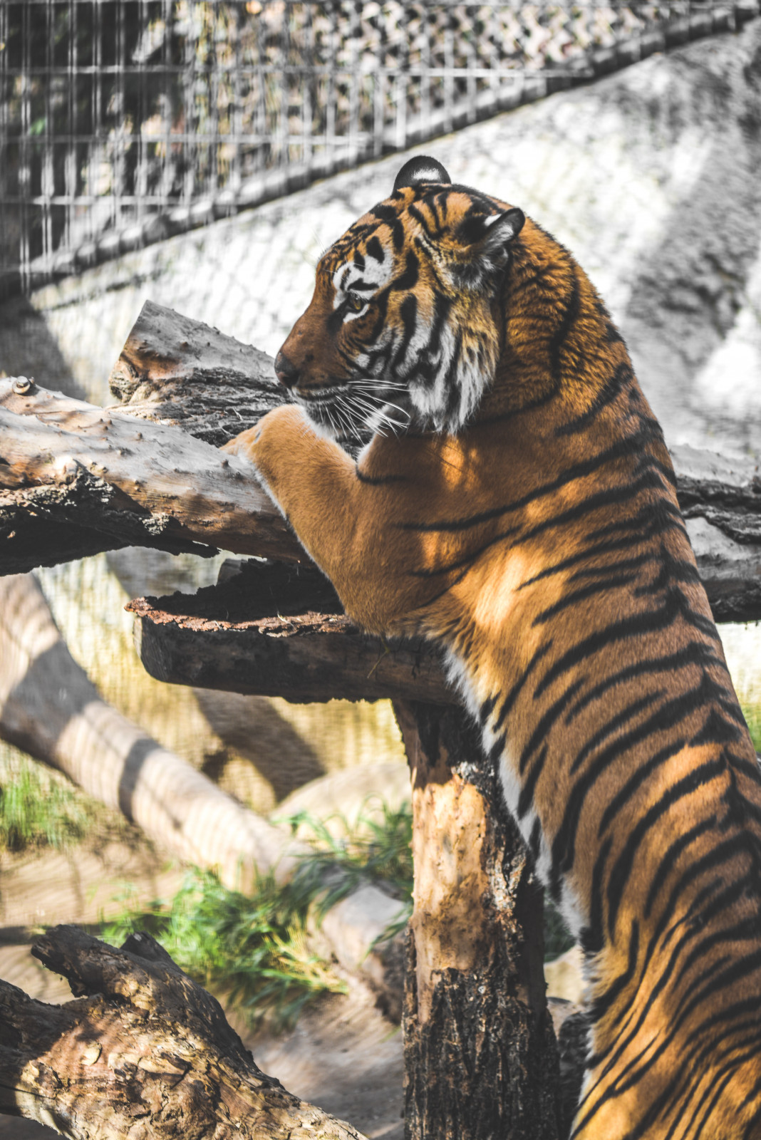 Animals of West Africa, Charles Paddock Zoo