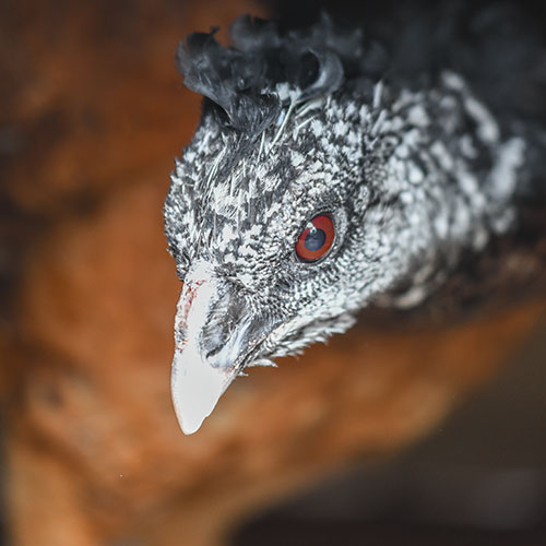 Greater Curassow