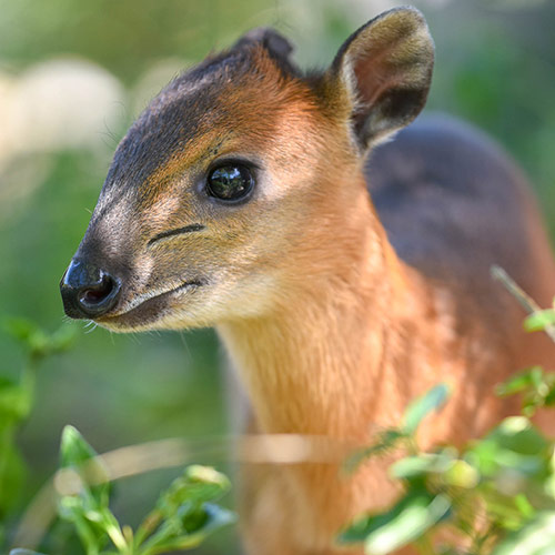 Red Flanked Duiker Born at Local Zoo • Atascadero News