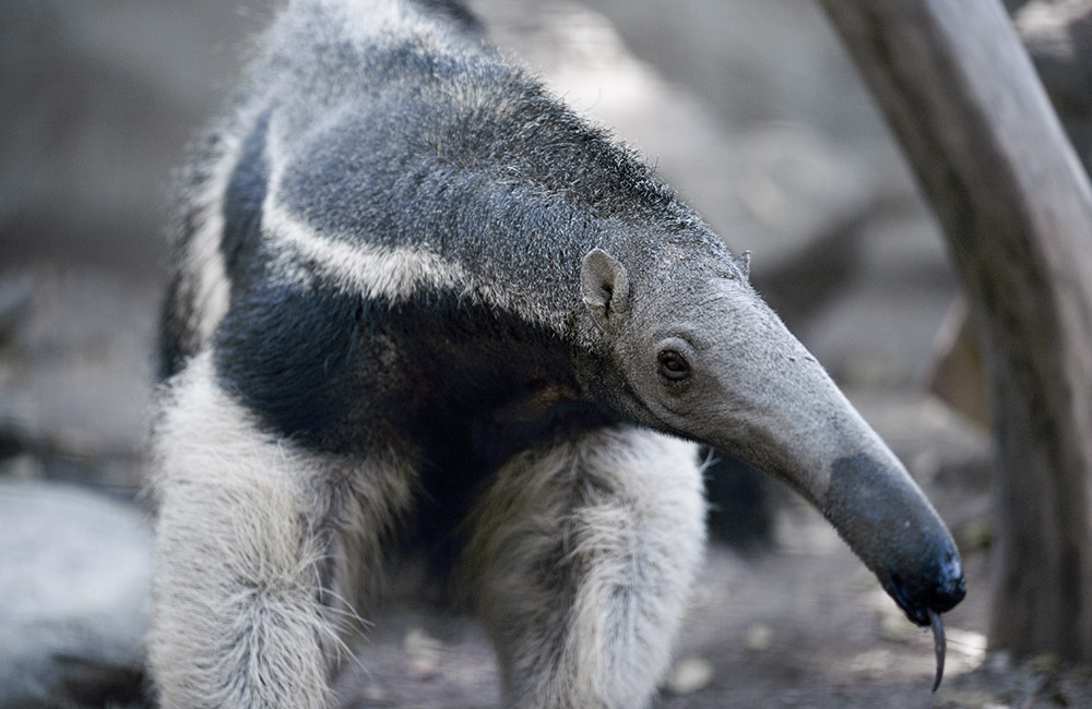 Giant Anteater Conservation